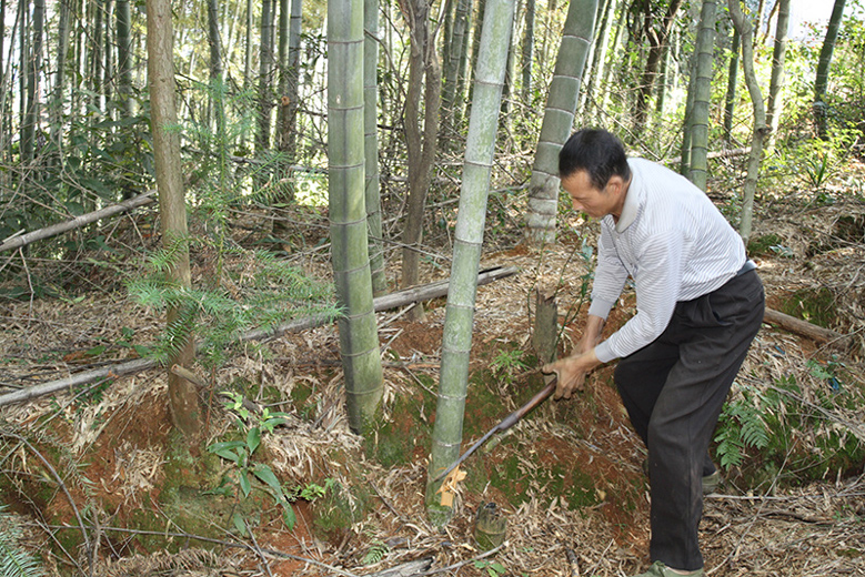 Bamboo Harvesting and Forest Conservation