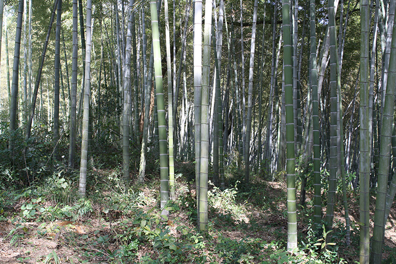 Bamboo Harvesting and Forest Conservation
