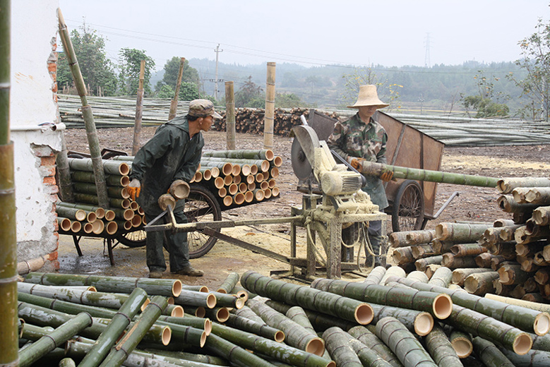 Bamboo Harvesting and Forest Conservation