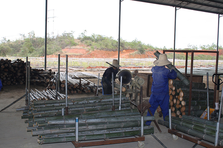Bamboo Harvesting and Forest Conservation