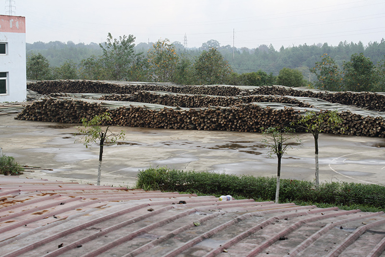 Bamboo Harvesting and Forest Conservation