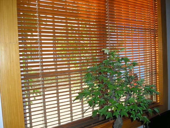 bamboo blinds