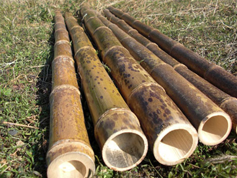 black bamboo