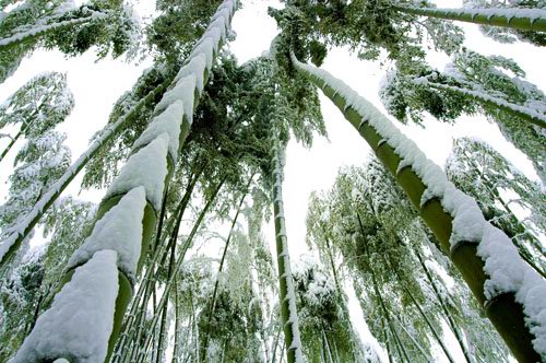 bamboo forest