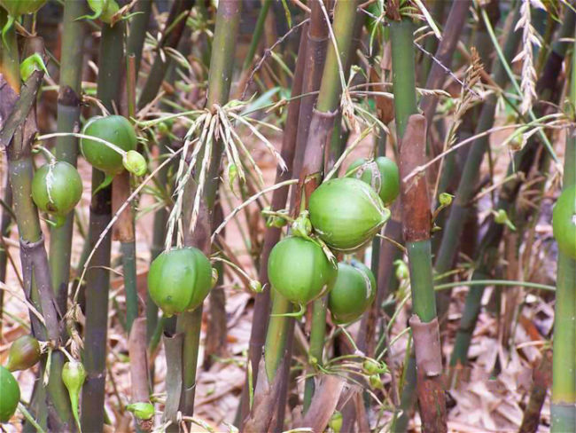 Bamboo Blooms Once a Hundred Years