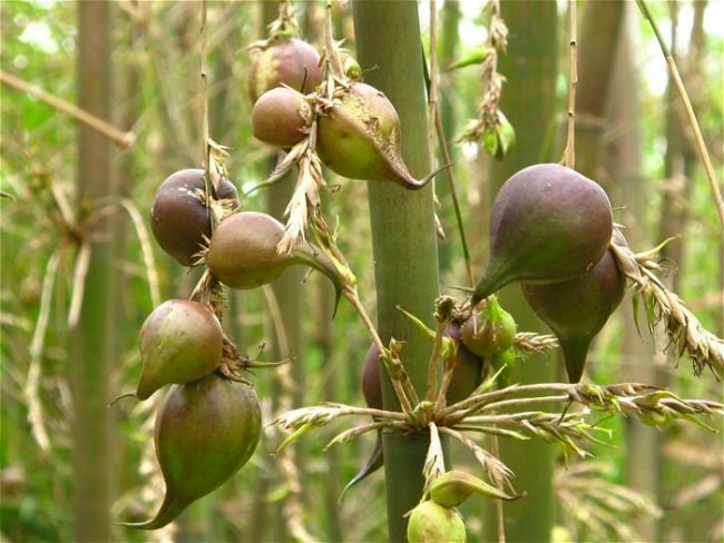 Bamboo Blooms Once a Hundred Years