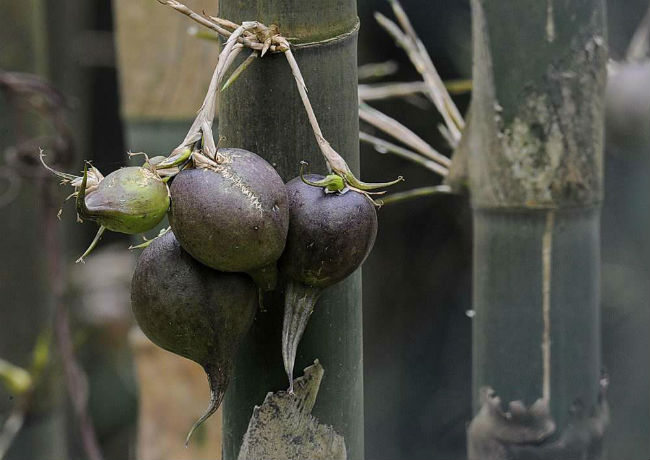 Bamboo Blooms Once a Hundred Years