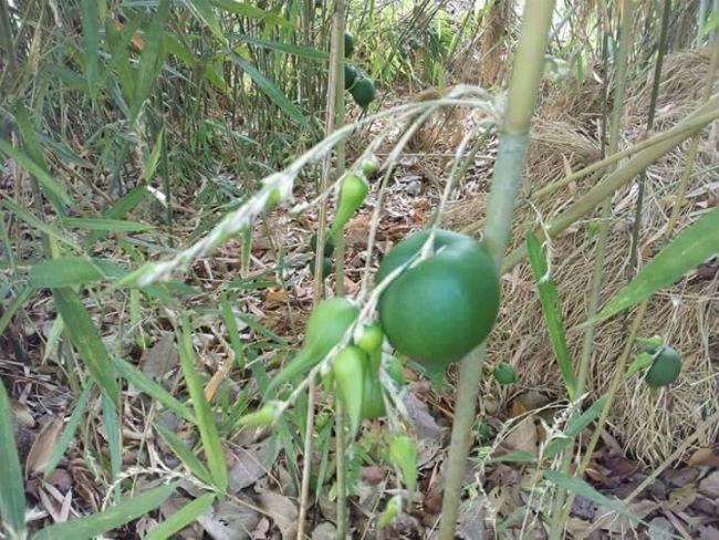 Bamboo Blooms Once a Hundred Years