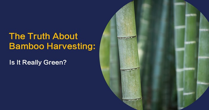 The Truth About Bamboo Harvesting