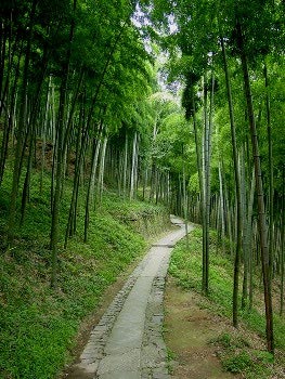 bamboo forest