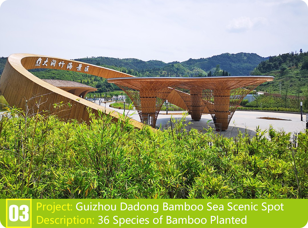 Bamboo Project: Guizhou Dadong Bamboo Sea Scenic Spot