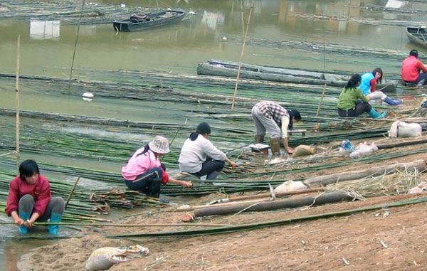 Washing Bamboo Poles bamboo pole