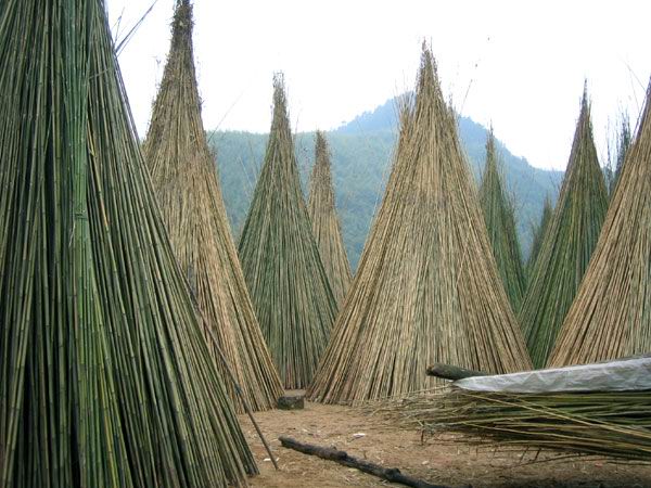 Drying Bamboo Poles under Sunshine bamboo pole