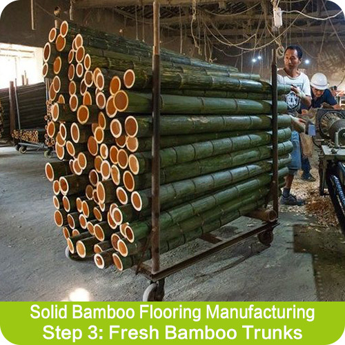 Fresh Bamboo Trunks